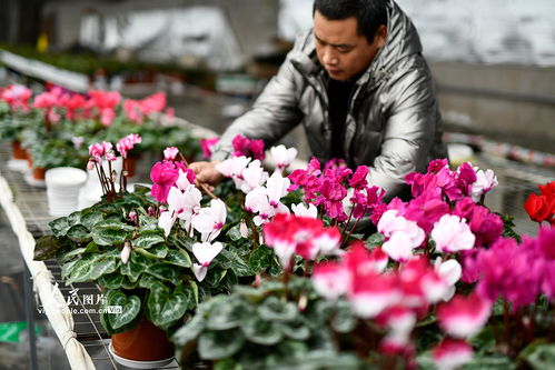 河北迁安 鲜花铺满乡村振兴路