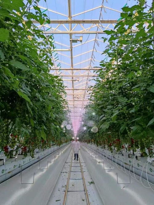 崇明打造农业科创岛,在水产 花卉 生态 种源四大领域开展深入研究