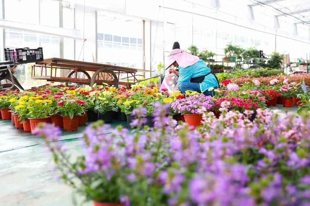 推进花卉产业深度融合,助力乡村振兴高质量发展