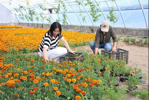 陕西神木铧西村 花卉产业让美丽资源变身 致富密码