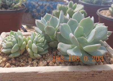 盆景种植土哪里有供应 天津黄金软质麦饭石,盆景种植土哪里有供应 天津黄金软质麦饭石生产厂家,盆景种植土哪里有供应 天津黄金软质麦饭石价格