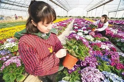 打造花卉界的“秘密花园”——花卉交易平台的创新与展望