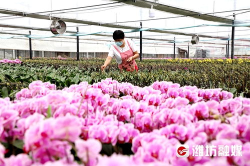 青州花卉产业绽放“美丽经济”，礼品花卉销售迎来新机遇