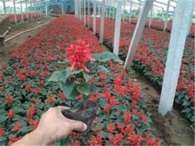 一串红种子购买指南 青州奕涵花卉种植基地详解