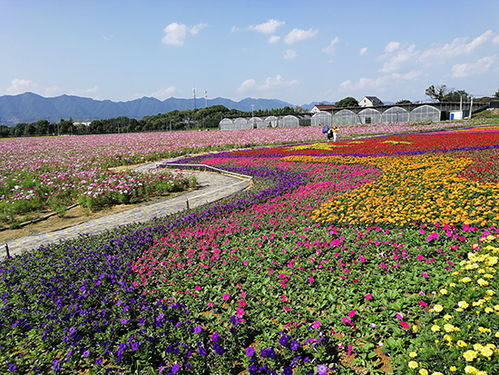 桐庐荻浦 百亩田园花海邀您共赏，礼品花卉静候选购
