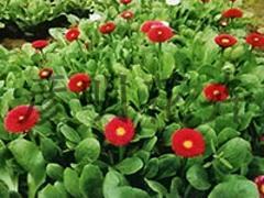 山东草花价格 优质多色系雏菊尽在彦明花卉苗木