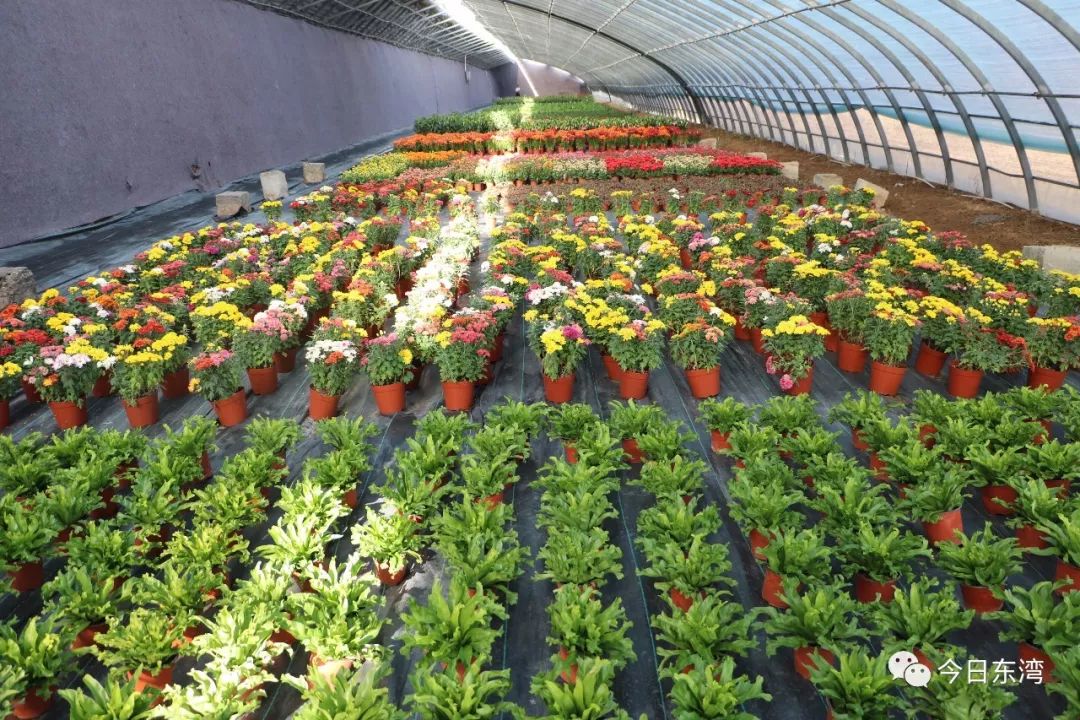 花卉越地种植成功啦——靖远泓源种植养殖农民专业合作社探索发展花卉产业