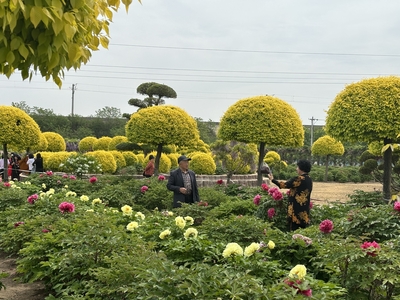 青岛平度 牡丹盛放迎宾来，花卉种植促发展