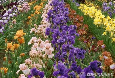 花卉各品种养护细节指南