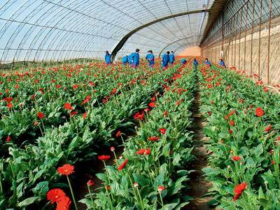 瞭望 | 锦州九成村纳入三变改革 花卉种植焕发乡村新活力