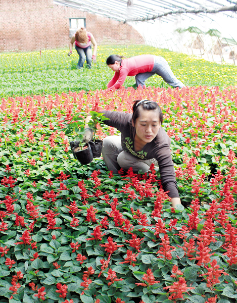 抚顺马金村 花卉种植产业蓬勃发展,成功开拓外地礼品花卉市场
