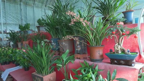 成武县花卉产业铺就多彩增收路