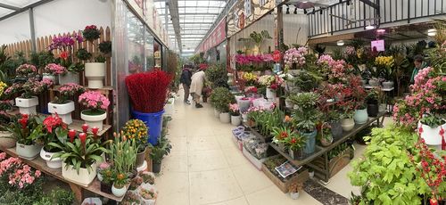 春节前一周 合肥花卉市场将迎销售高峰 礼品花卉销售火爆
